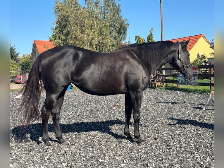 Quarter horse américain Jument 3 Ans 160 cm Noir in Kuschkow