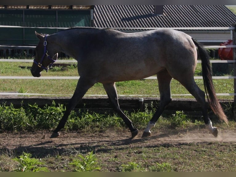 Quarter horse américain Jument 3 Ans 160 cm Roan-Bay in Pöttsching