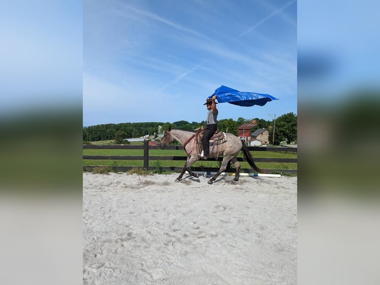 Quarter horse américain Croisé Jument 3 Ans 160 cm Rouan Bleu in Honey Brook