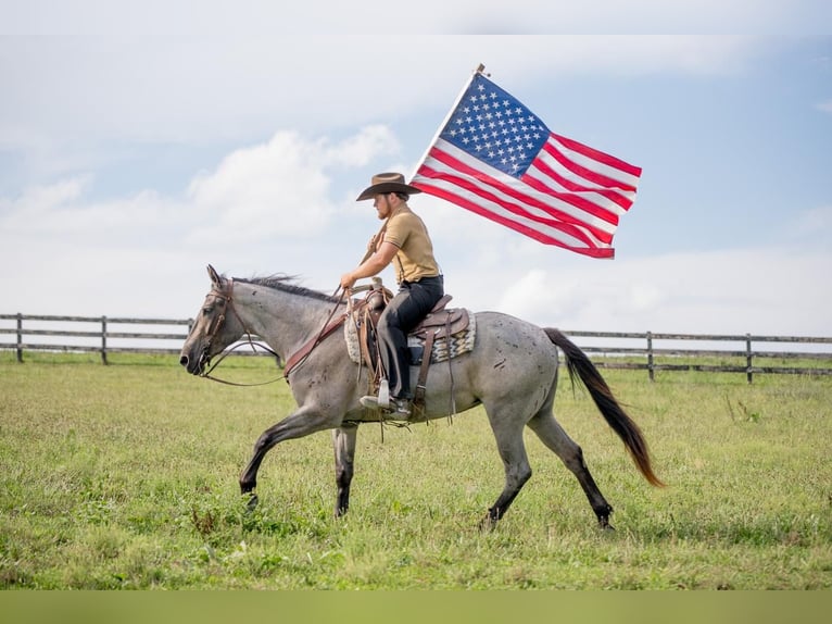 Quarter horse américain Croisé Jument 3 Ans 160 cm Rouan Bleu in Honey Brook