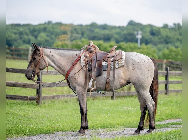 Quarter horse américain Croisé Jument 3 Ans 160 cm Rouan Bleu in Honey Brook