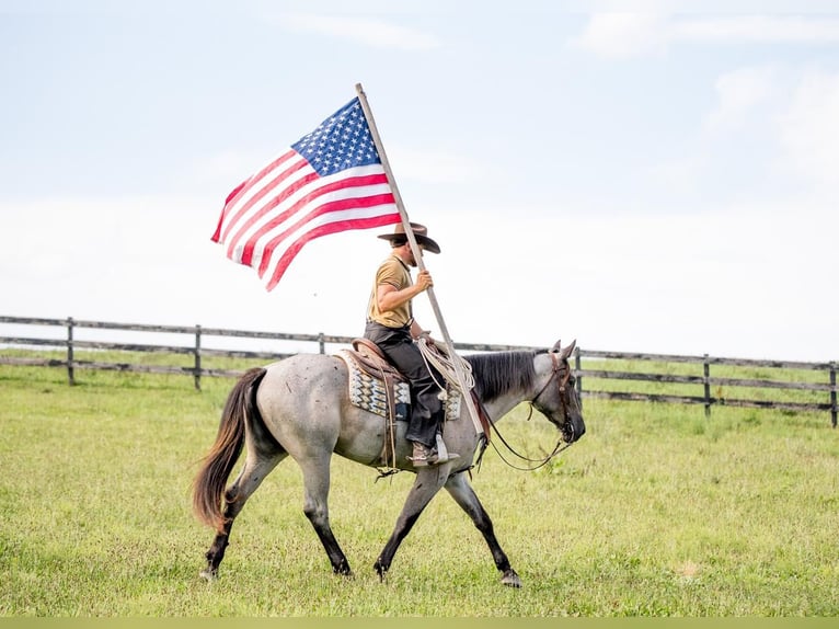 Quarter horse américain Croisé Jument 3 Ans 160 cm Rouan Bleu in Honey Brook