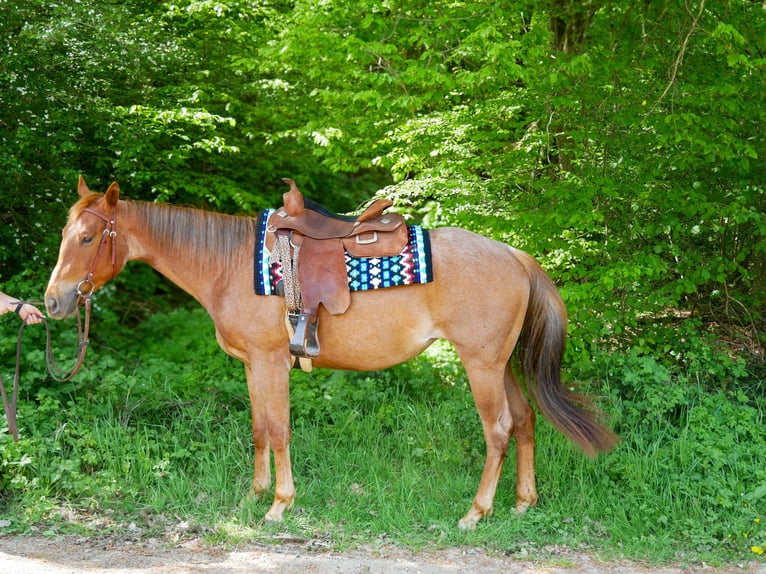 Quarter horse américain Jument 3 Ans 165 cm Rouan Rouge in Völkenroth