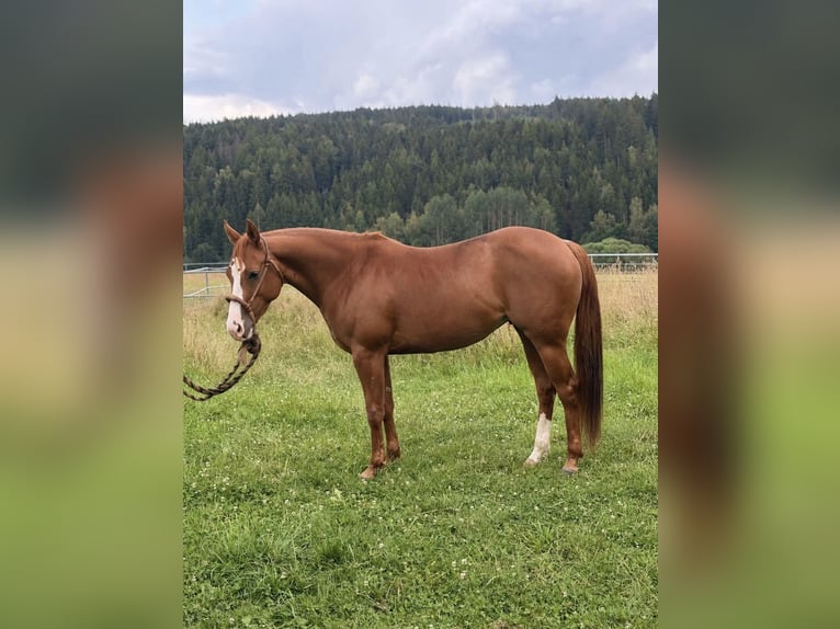 Quarter horse américain Jument 3 Ans Alezan in Eichigt