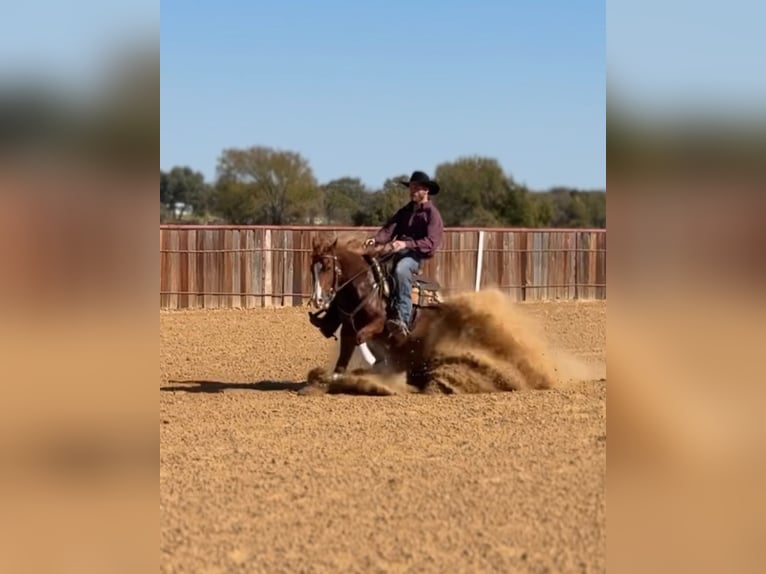 Quarter horse américain Jument 3 Ans Alezan cuivré in Fort Worth