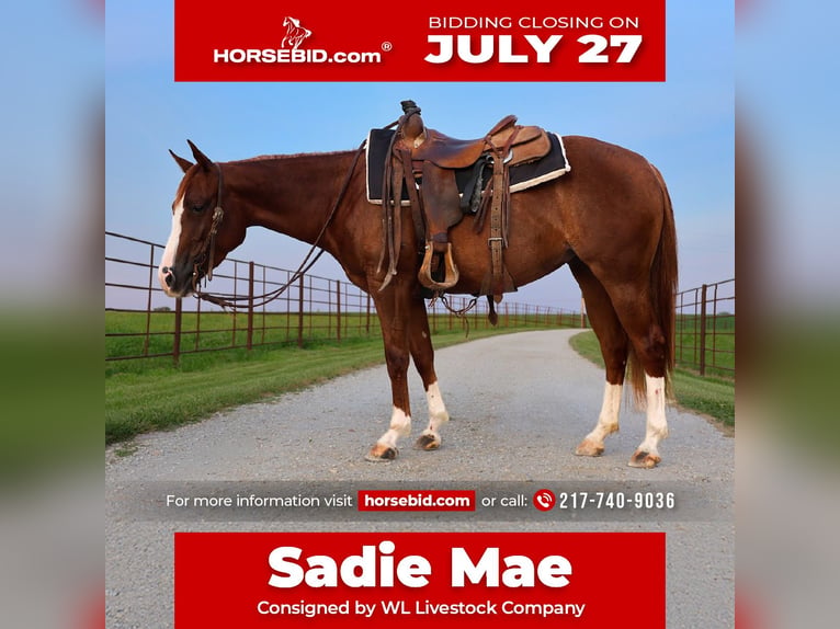 Quarter horse américain Jument 3 Ans Alezan cuivré in La Grange
