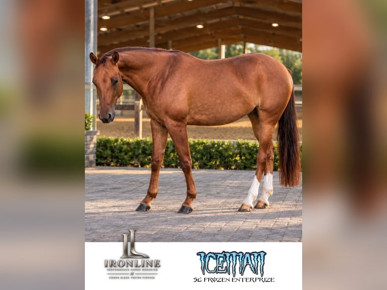 Quarter horse américain Jument 3 Ans Alezan dun in Walldürn