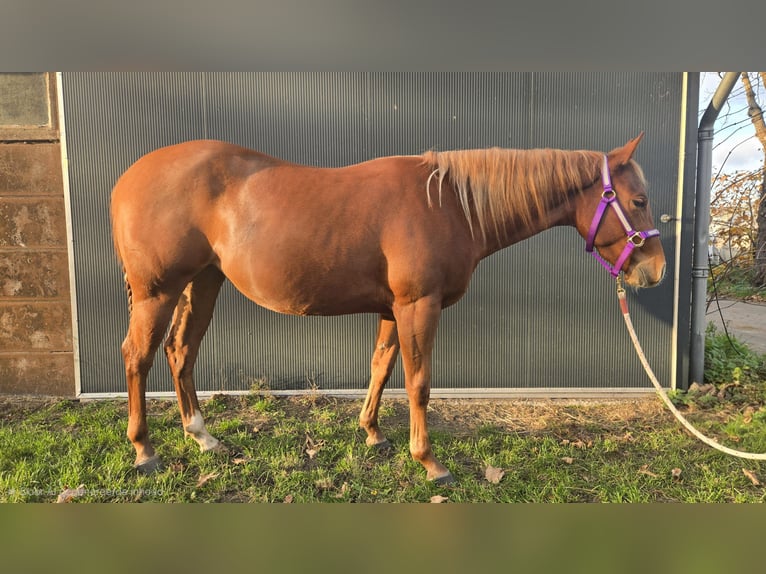 Quarter horse américain Jument 3 Ans Alezan in Rotstergaast
