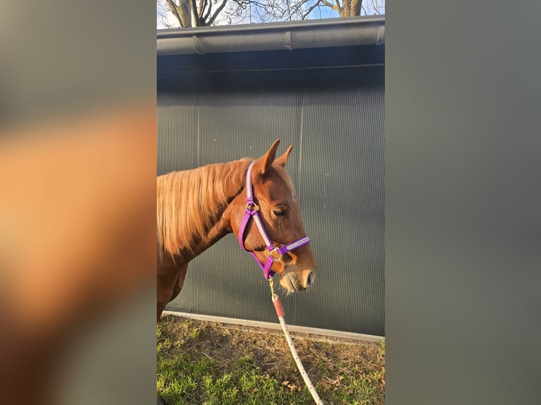 Quarter horse américain Jument 3 Ans Alezan in Rotstergaast