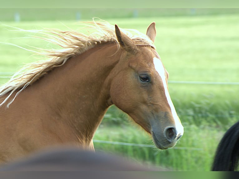 Quarter horse américain Jument 3 Ans Alezan in Biberach an der Riß