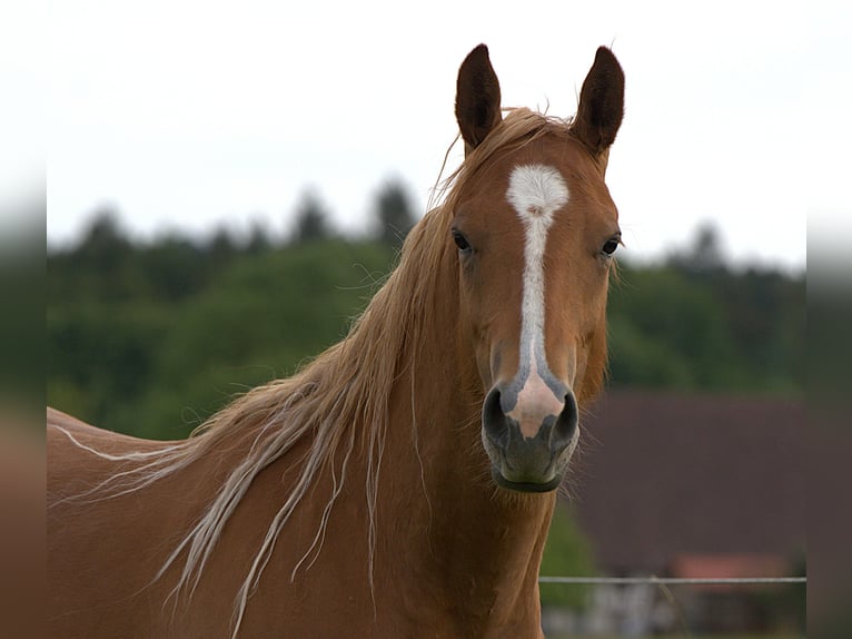 Quarter horse américain Jument 3 Ans Alezan in Biberach an der Riß