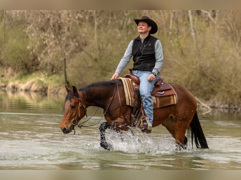 Quarter horse américain Jument 3 Ans Bai brun in EhingenEhingen