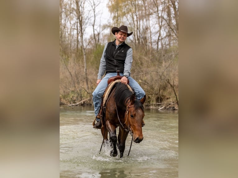 Quarter horse américain Jument 3 Ans Bai brun in EhingenEhingen