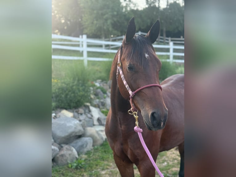 Quarter horse américain Jument 3 Ans Bai cerise in Banská Štiavnica