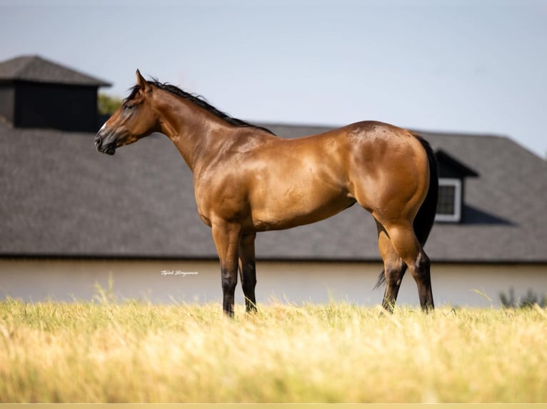 Quarter horse américain Jument 3 Ans Bai cerise in Crescent, OK