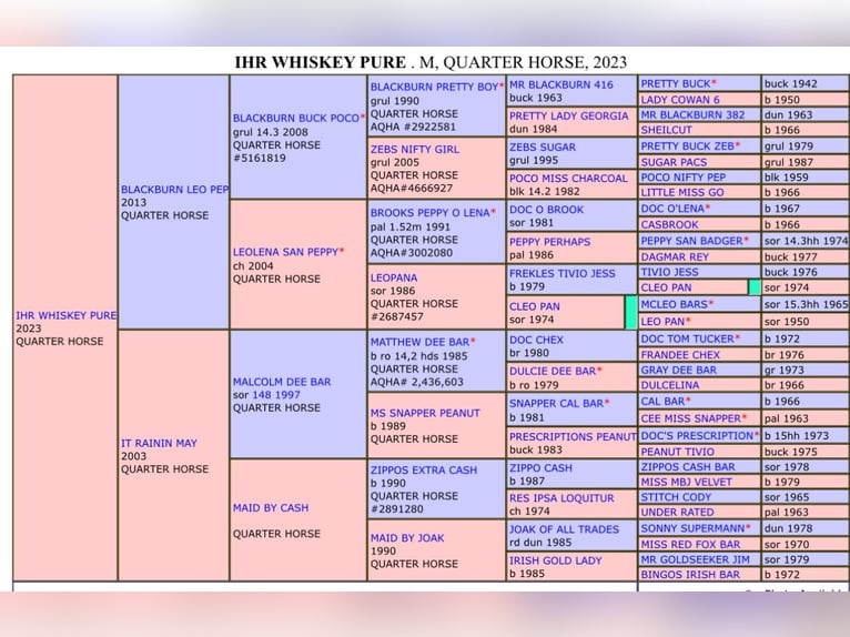 Quarter horse américain Jument 3 Ans Bai in Berga-Wünschendorf