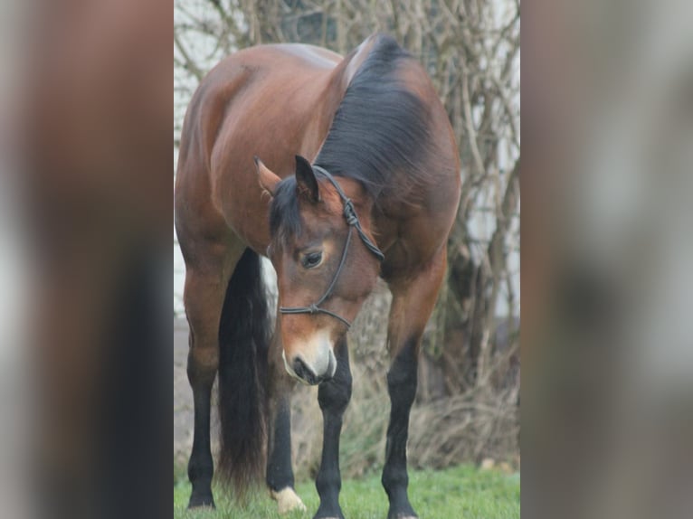 Quarter horse américain Jument 3 Ans Bai in Bell