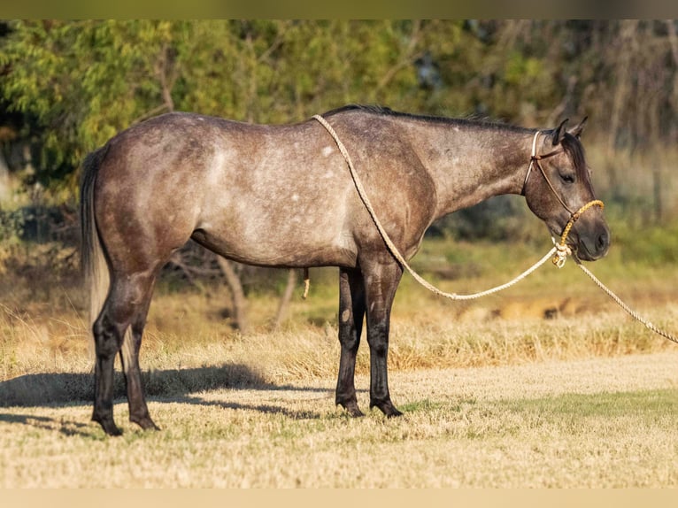 Quarter horse américain Jument 3 Ans Gris in Stephenville