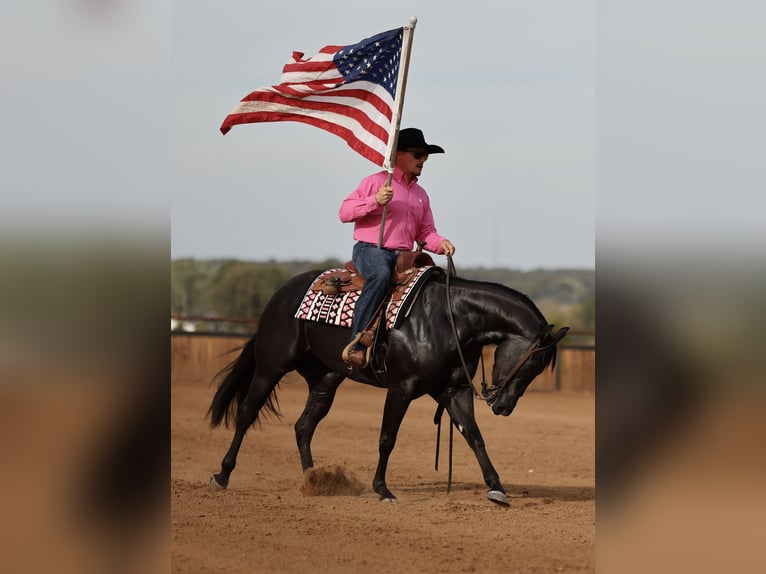Quarter horse américain Jument 3 Ans Noir in Buffalo