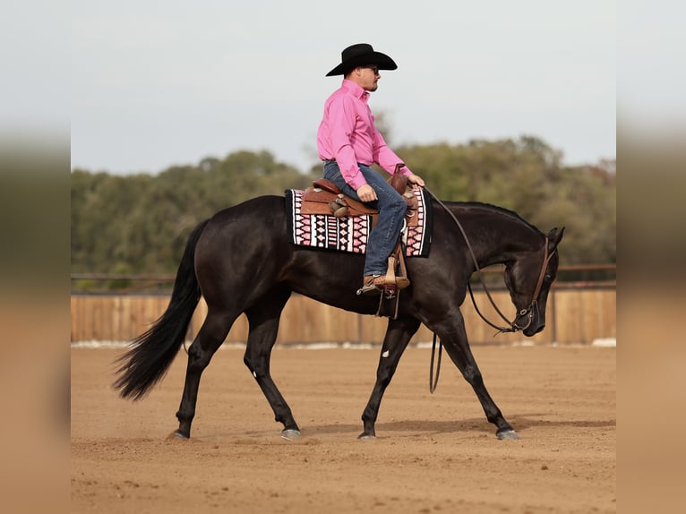 Quarter horse américain Jument 3 Ans Noir in Buffalo