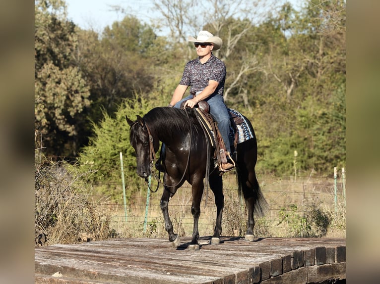 Quarter horse américain Jument 3 Ans Noir in Buffalo