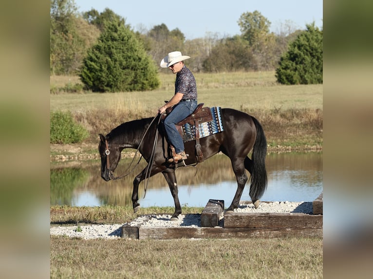 Quarter horse américain Jument 3 Ans Noir in Buffalo