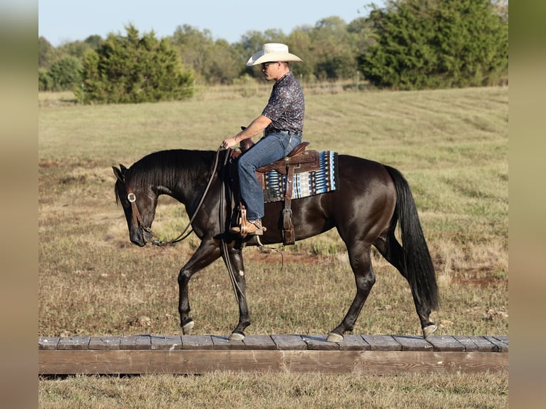 Quarter horse américain Jument 3 Ans Noir in Buffalo