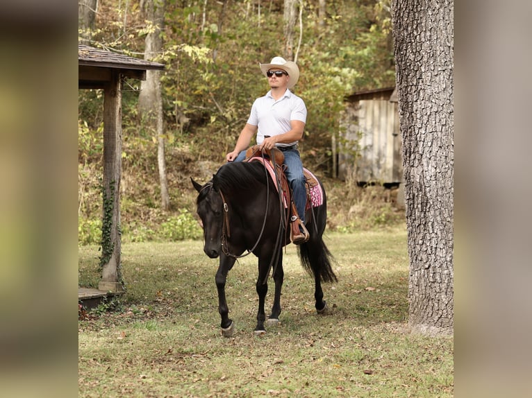 Quarter horse américain Jument 3 Ans Noir in Buffalo