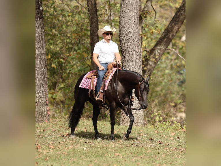 Quarter horse américain Jument 3 Ans Noir in Buffalo