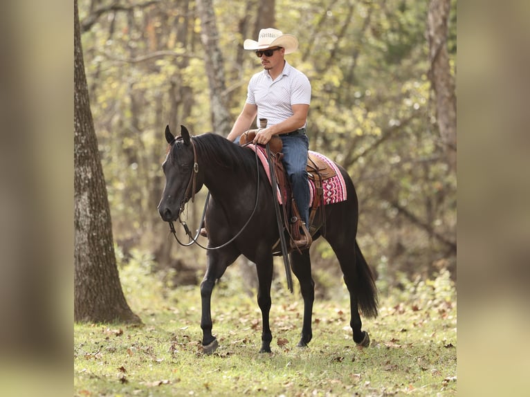 Quarter horse américain Jument 3 Ans Noir in Buffalo