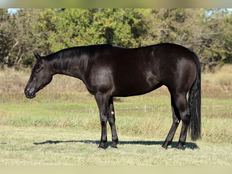 Quarter horse américain Jument 3 Ans Noir in Buffalo