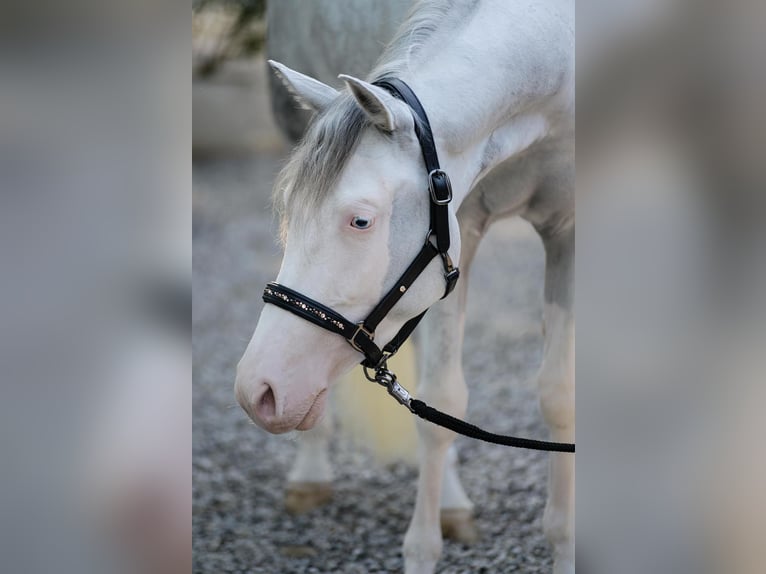 Quarter horse américain Jument 3 Ans Overo-toutes couleurs in Verona