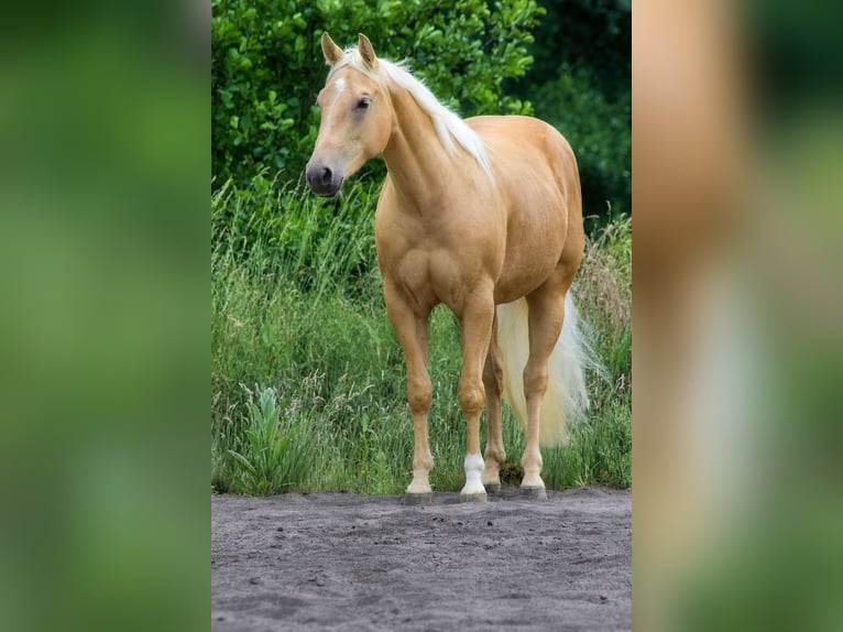 Quarter horse américain Jument 3 Ans Palomino in Laubach