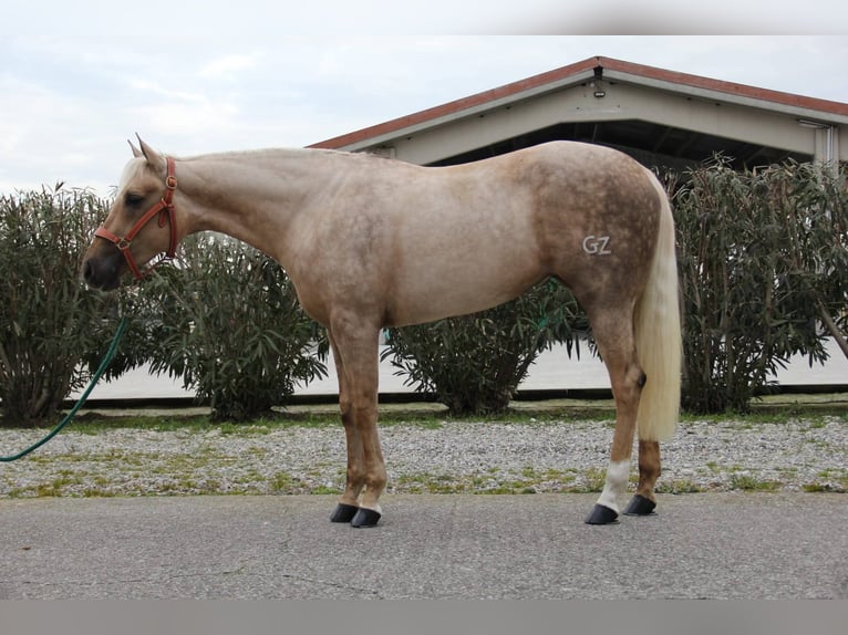 Quarter horse américain Jument 3 Ans Palomino in Brescia
