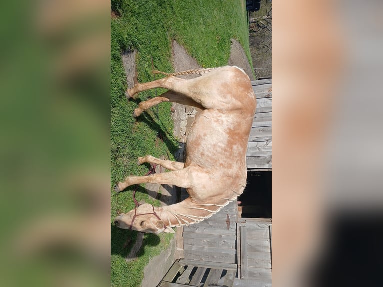 Quarter horse américain Jument 3 Ans Palomino in Kittanning