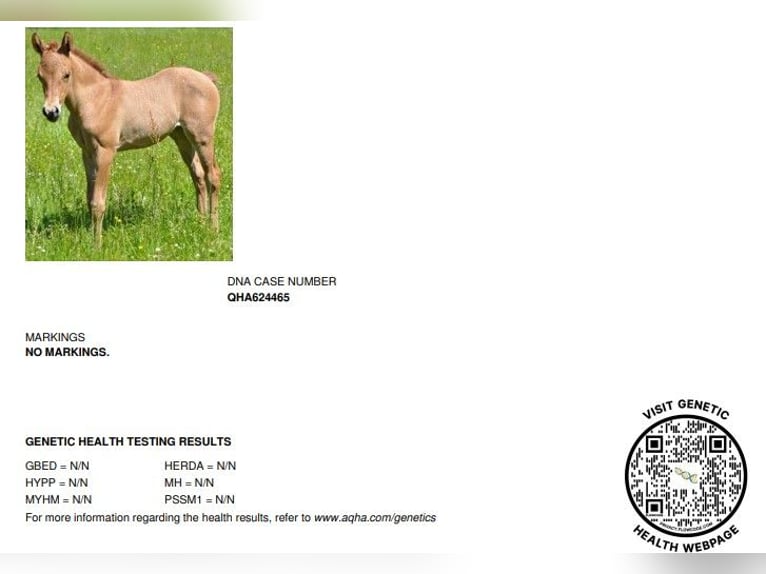 Quarter horse américain Jument 3 Ans in Vogelwaarde
