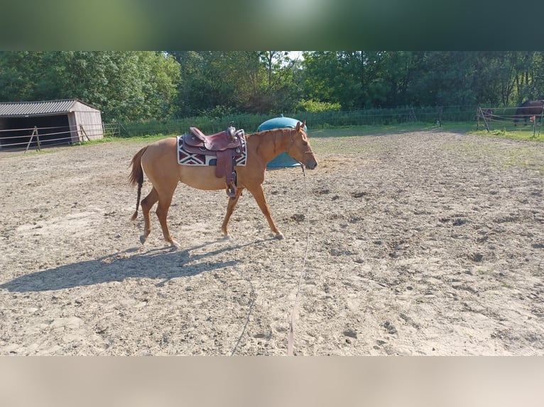Quarter horse américain Jument 3 Ans in Vogelwaarde
