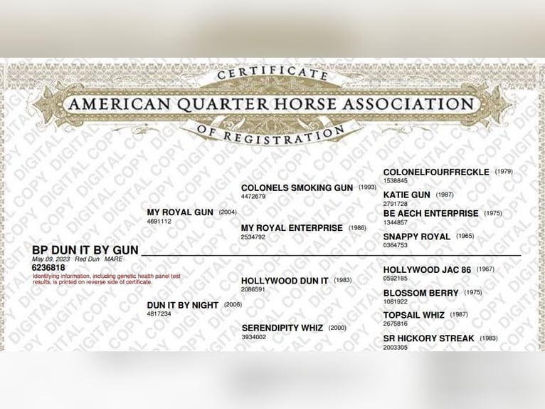 Quarter horse américain Jument 3 Ans in Vogelwaarde