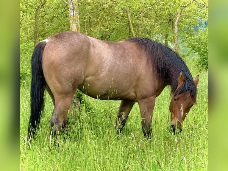 Quarter horse américain Jument 3 Ans Rouan Rouge in Secchiano Marecchia