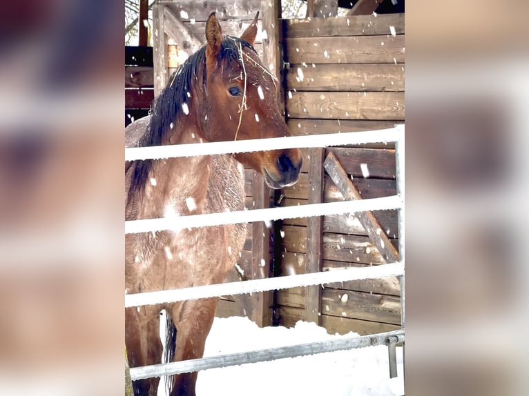 Quarter horse américain Jument 3 Ans Rouan Rouge in Secchiano Marecchia