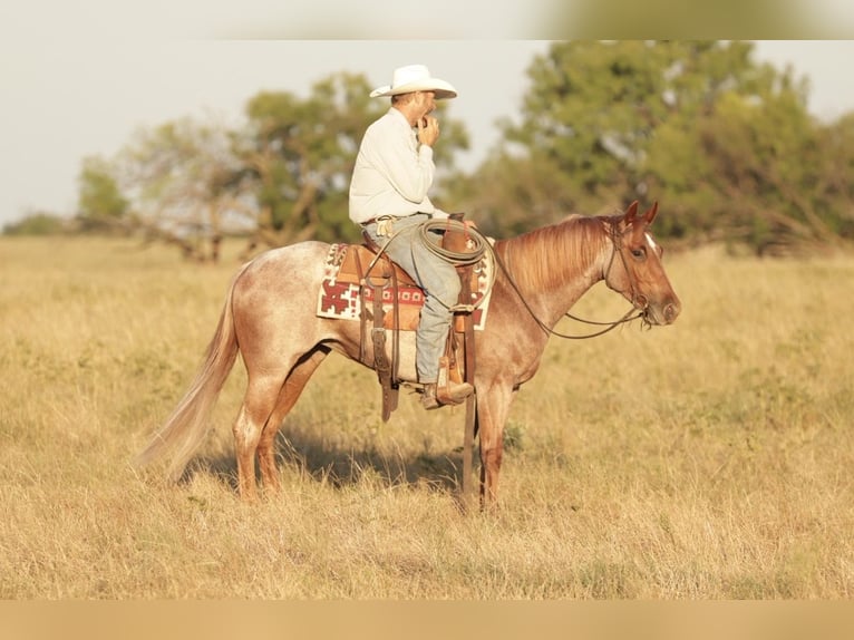 Quarter horse américain Jument 3 Ans Rouan Rouge in Ryan
