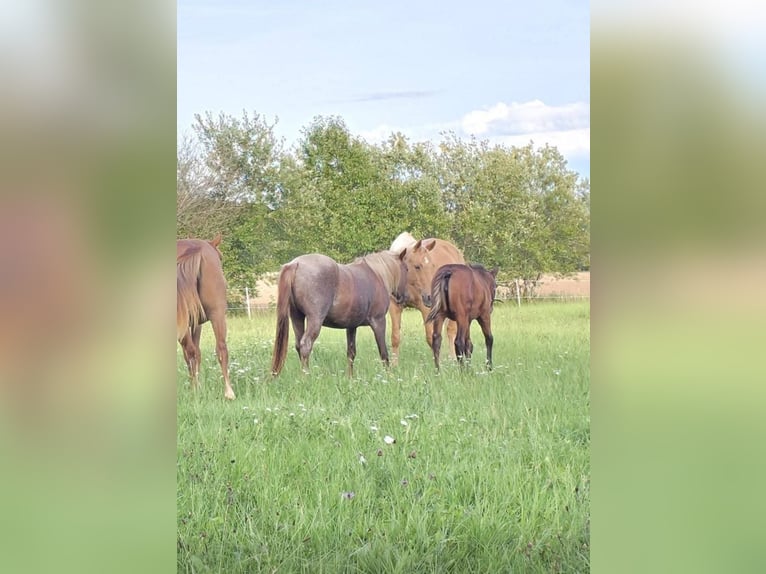 Quarter horse américain Jument 4 Ans 135 cm Rouan Rouge in Oberthulba