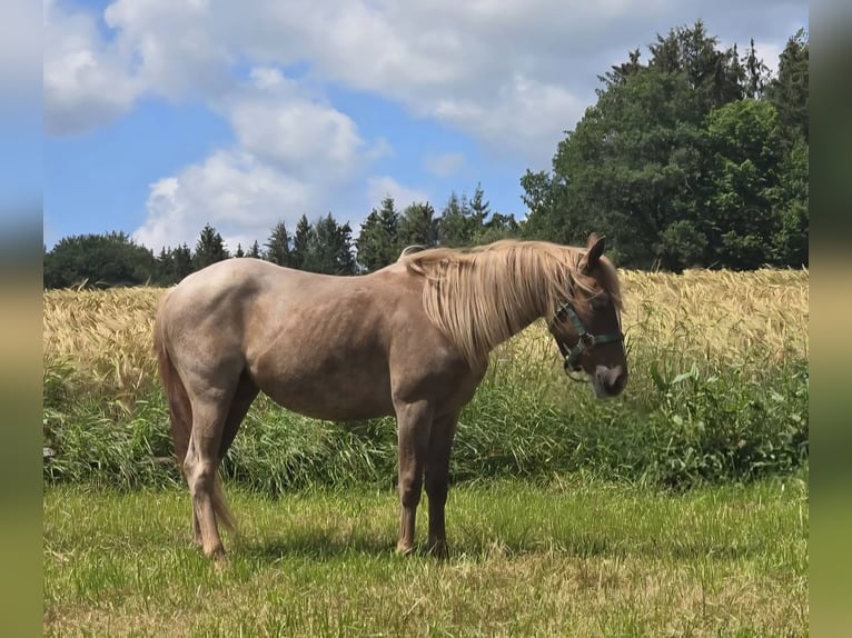 Quarter horse américain Jument 4 Ans 135 cm Rouan Rouge in Oberthulba