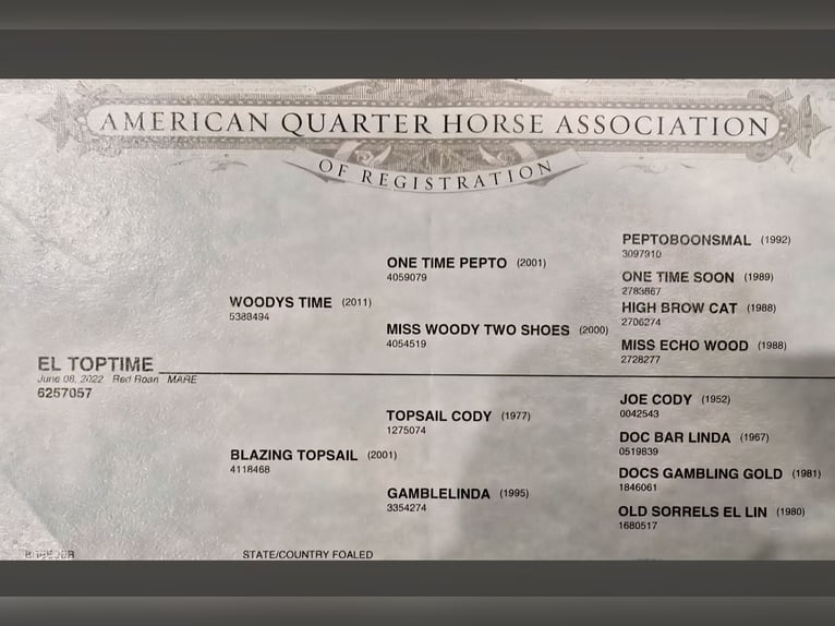 Quarter horse américain Jument 4 Ans 135 cm Rouan Rouge in Oberthulba