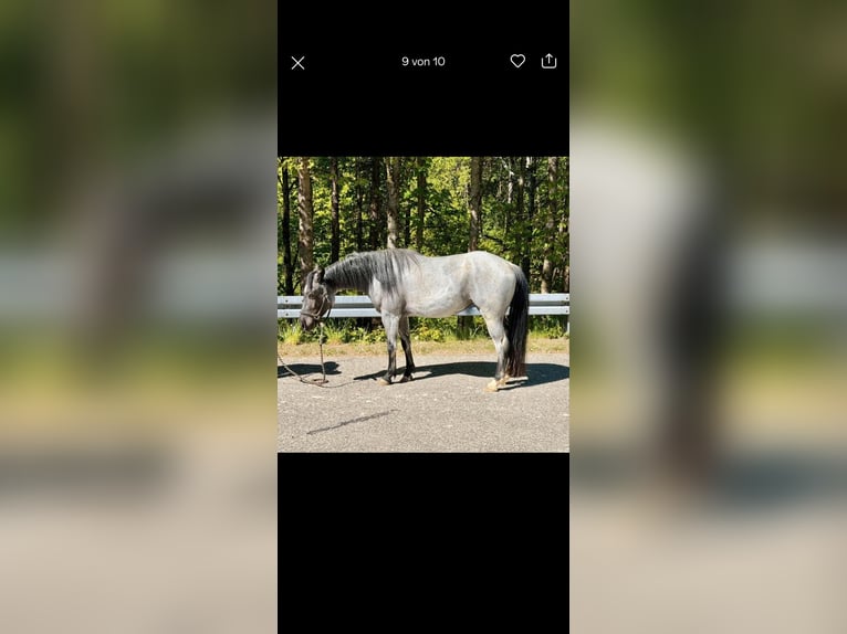 Quarter horse américain Jument 4 Ans 140 cm Rouan Bleu in Ascha