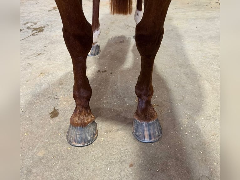 Quarter horse américain Jument 4 Ans 142 cm Alezan cuivré in Waco
