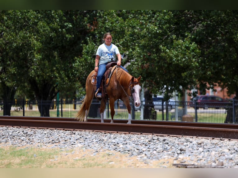 Quarter horse américain Jument 4 Ans 142 cm Alezan cuivré in Terrell