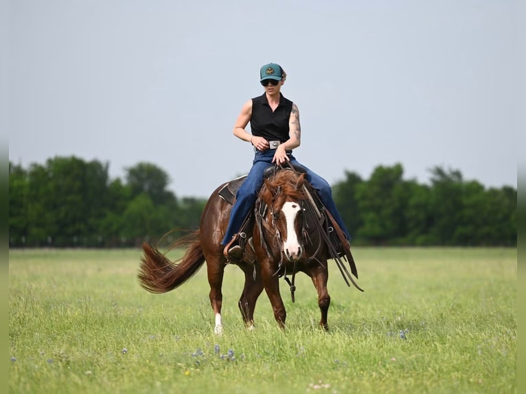 Quarter horse américain Jument 4 Ans 142 cm Alezan cuivré in Waco