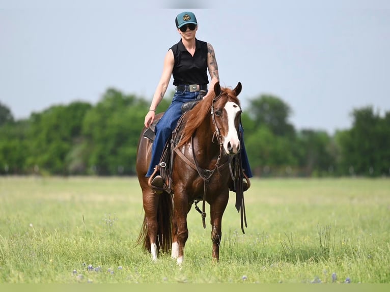Quarter horse américain Jument 4 Ans 142 cm Alezan cuivré in Waco