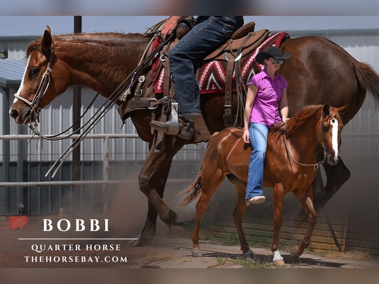 Quarter horse américain Jument 4 Ans 142 cm Alezan cuivré in Amarillo, TX